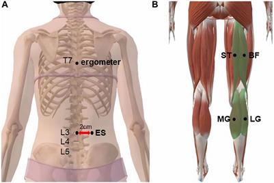 Effect of different isometric trunk extension intensities on the muscle stiffness of the lumbar and lower limbs